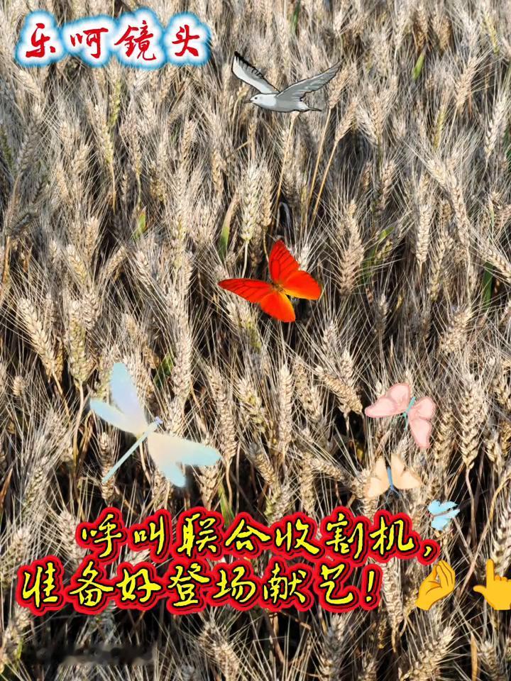 马上开操，乐呵镜头。呼叫联合收割机，准备好登场献气。