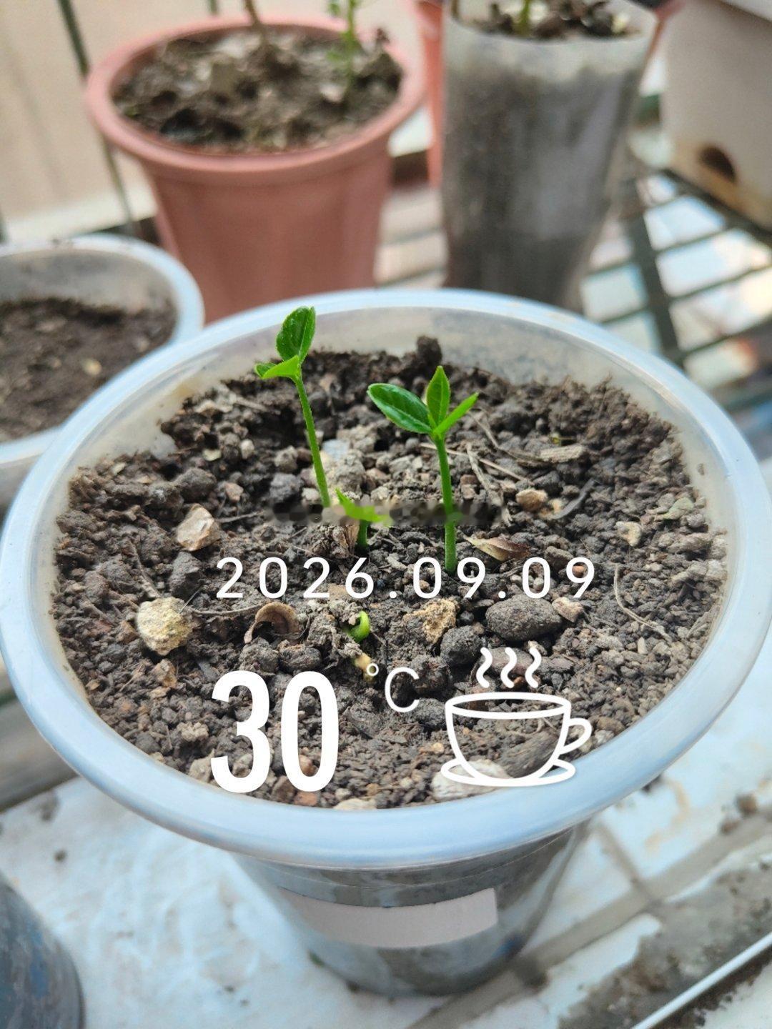 柚子果实发芽的第二天看着绿油油的小苗，充满希望的样子一天一变化，到时候估计要爆盆