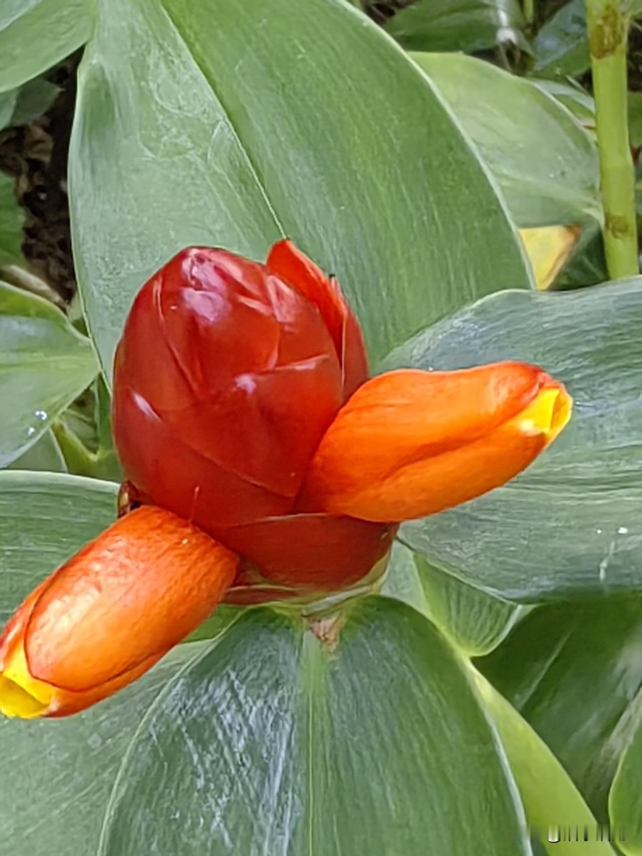 《要想开》

人生凡事要想开，

开心快乐必当先。

啥事别往心里去，

万事都