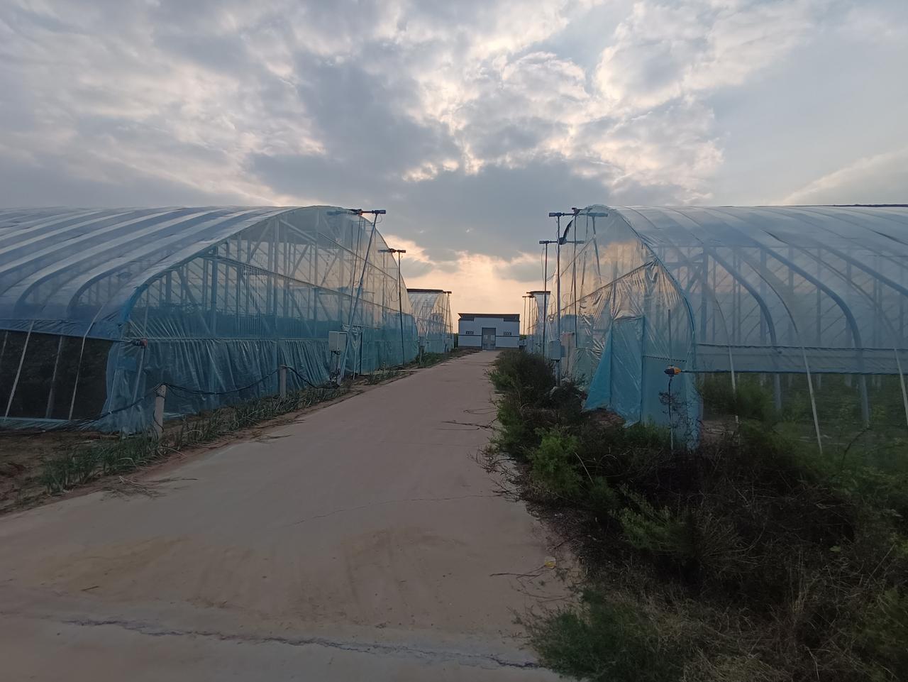 塑料大棚好风光！
   在河南豫东一地，经过土地流转过来的土地，在政府的帮助下，