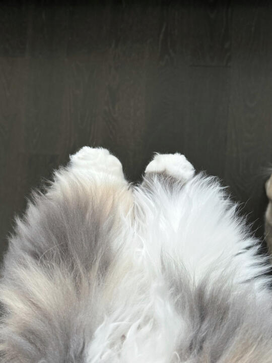 🐱jio特别臭怎么办