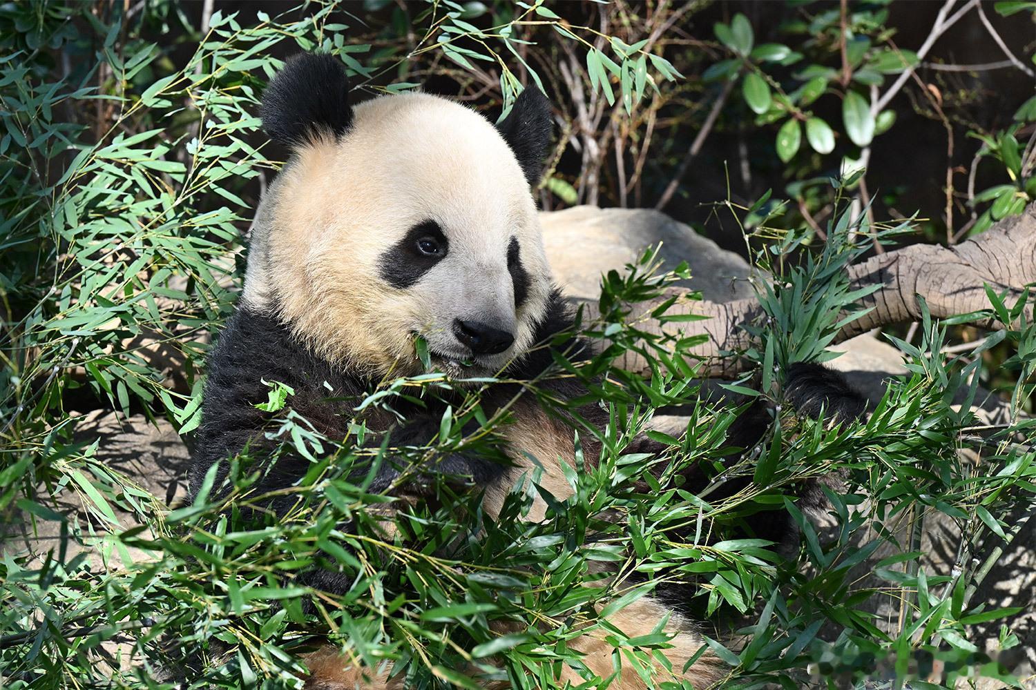 【日本迎半世纪来首次零熊猫 大批粉丝前往动物园送别 抽票比例约25:1】日本东京