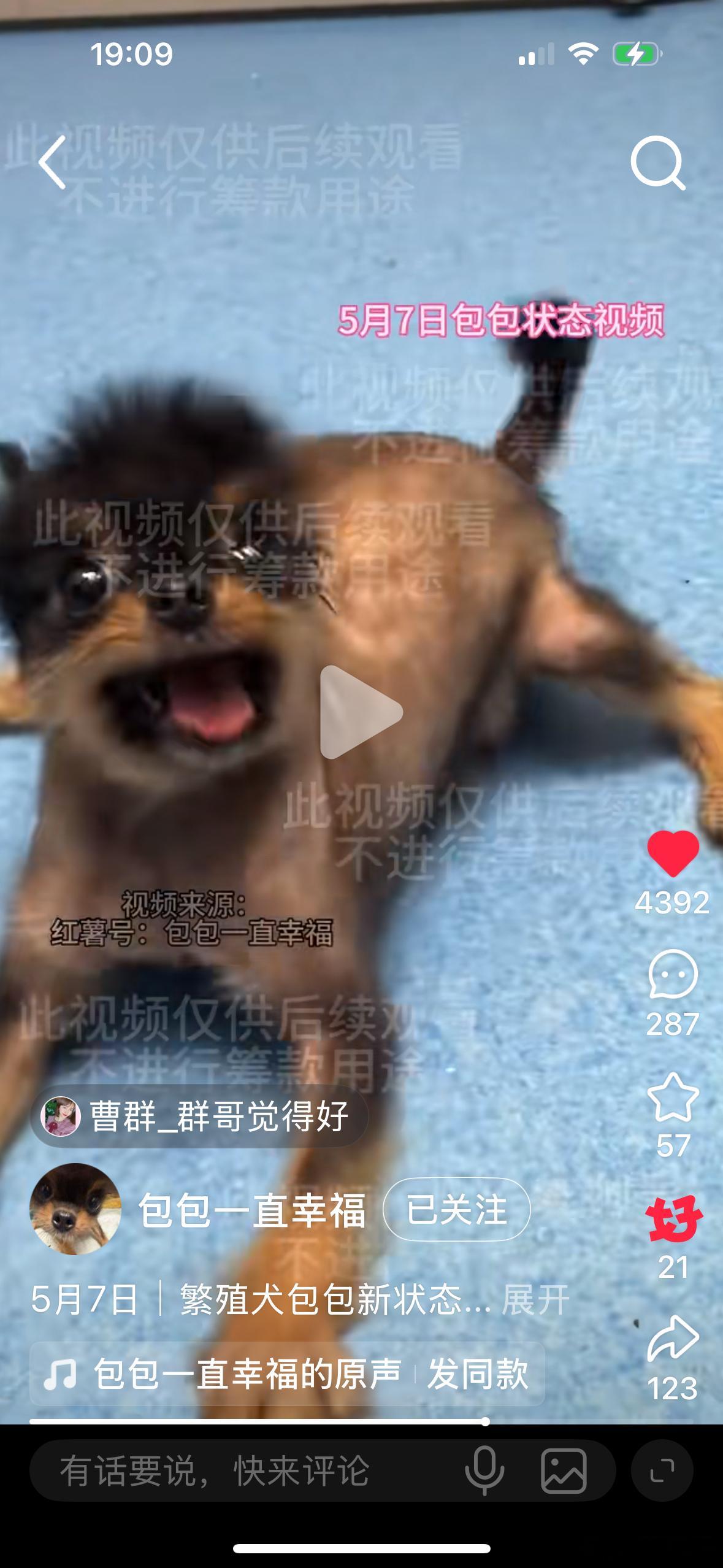好漂亮的小宝。被伤害了那么多次，关在笼子里一直做繁殖犬导致腿部受伤。但还是愿意再