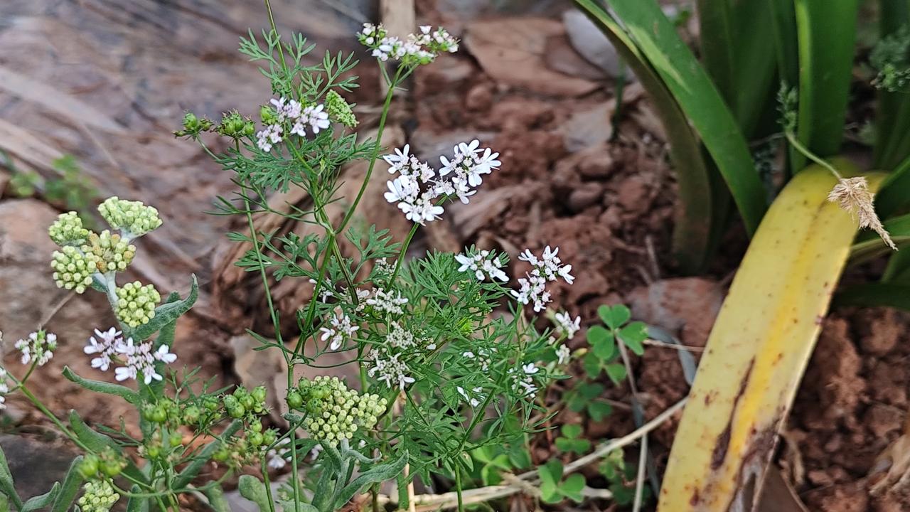 晒图笔记大赛香菜的花花和她的种子，真的很羡慕这种植物，不仅香味浓郁，是饭桌上喜爱