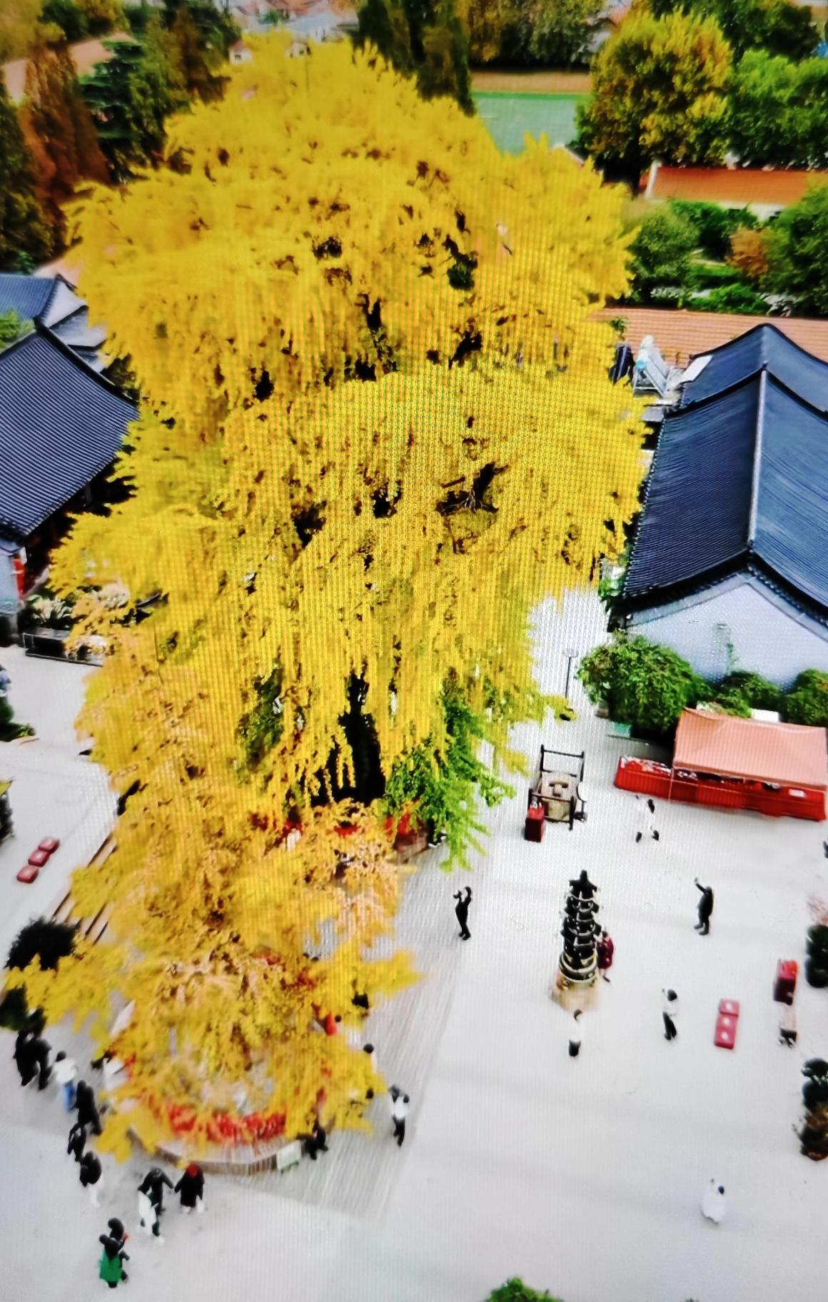 青岛市城阳区夏庄街道源头村法海寺内的那棵千年银杏树叶子已经变黄，远远望去特别美观