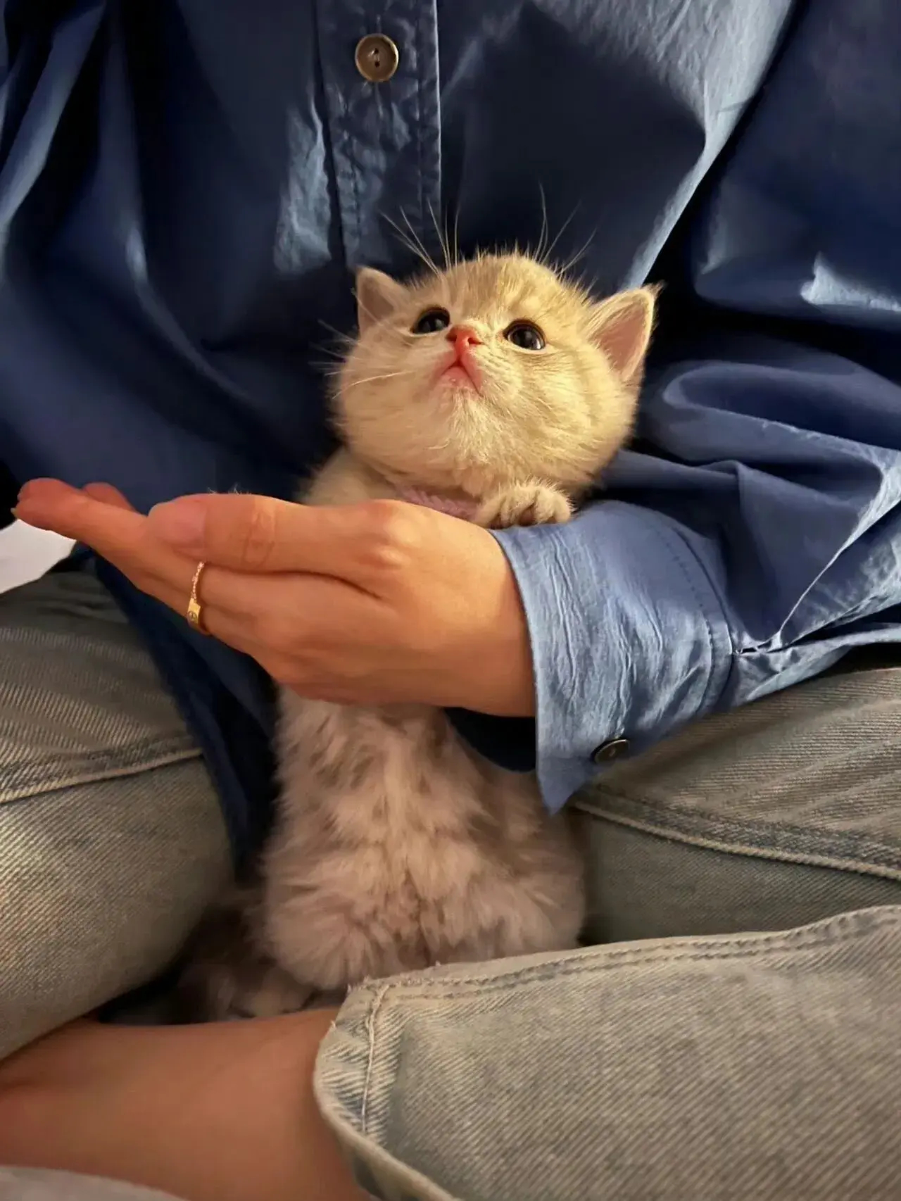 哦莫哦莫这是什么可爱猫猫～