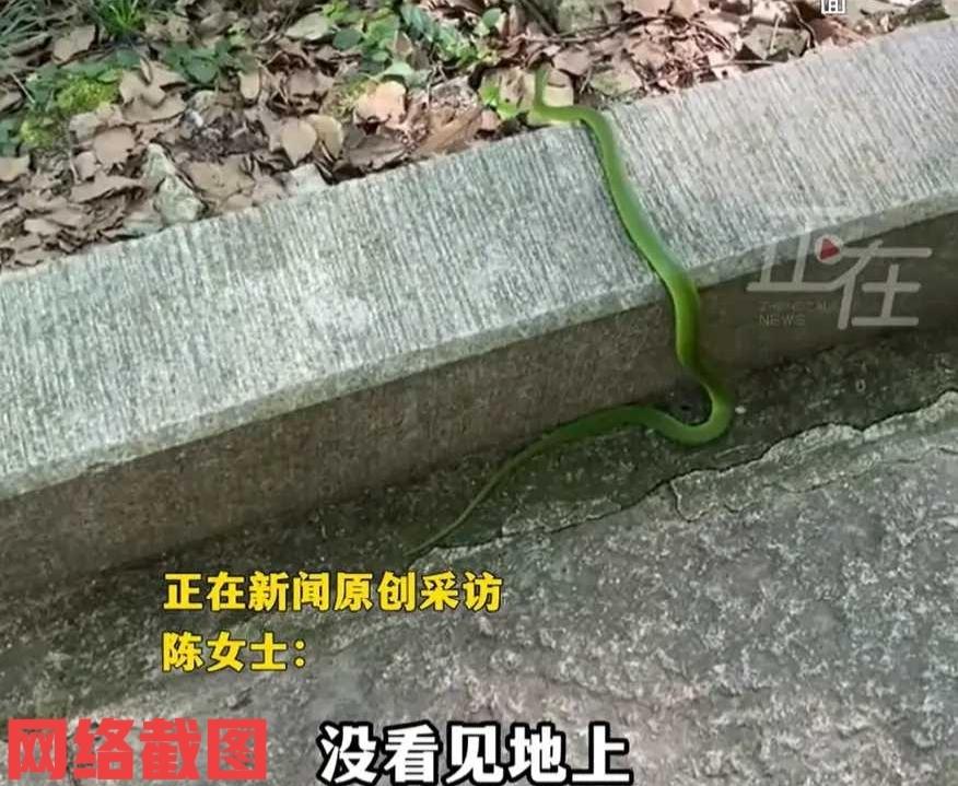 广东深圳有女子串门后回家被蛇咬。

这也是到了晚上，女子要回家走到居民楼下，突然