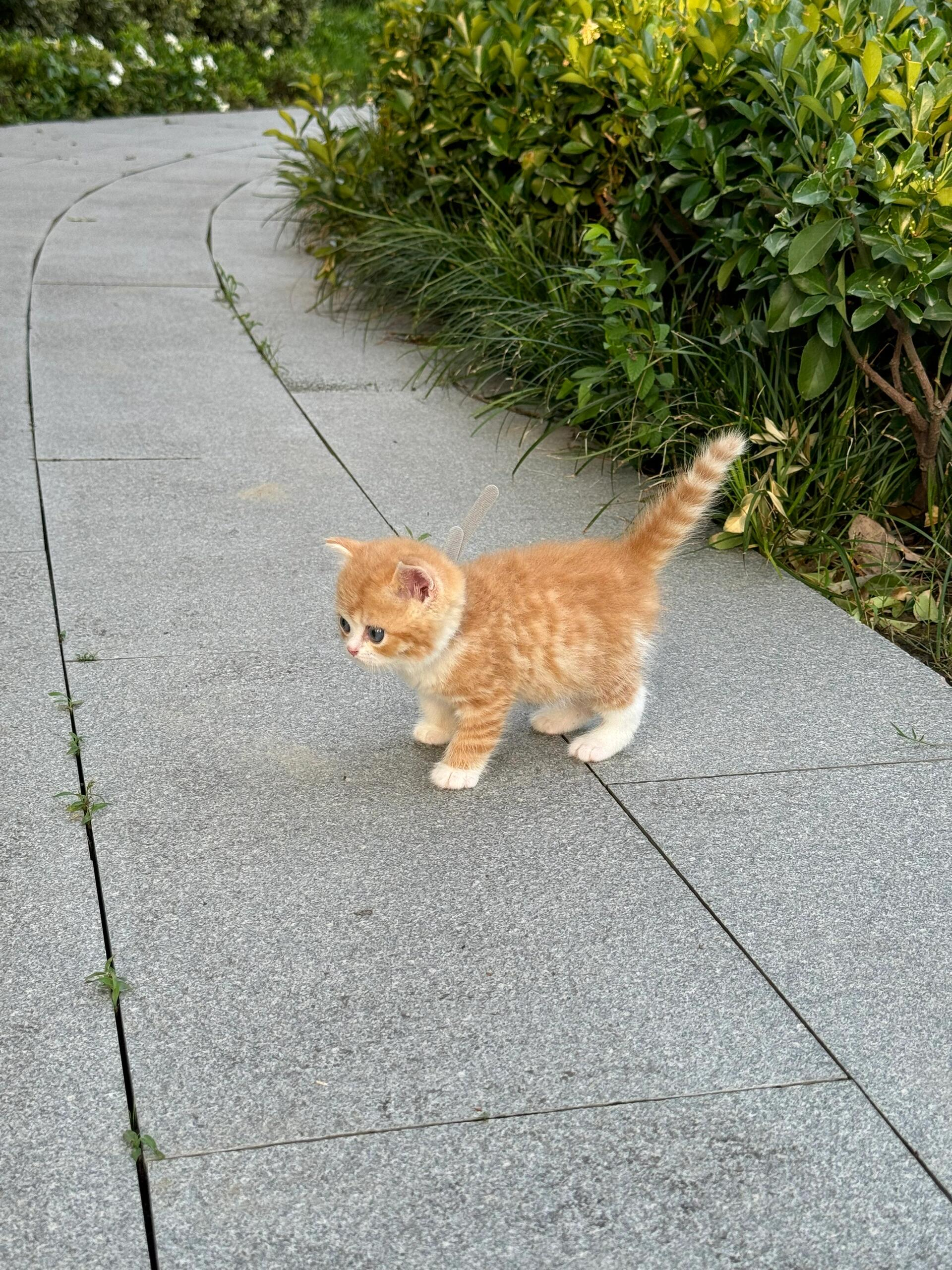 是emoji小猫！🐈 ​​​
