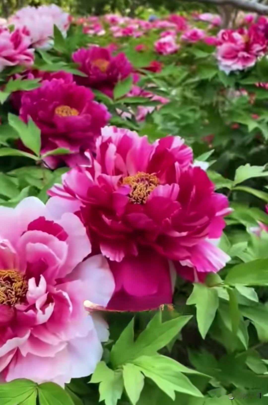 天下皆栽牡丹，为何洛阳称雄？地气养绝色，千年文脉铸花魂。
风景 牡丹花儿到处开,