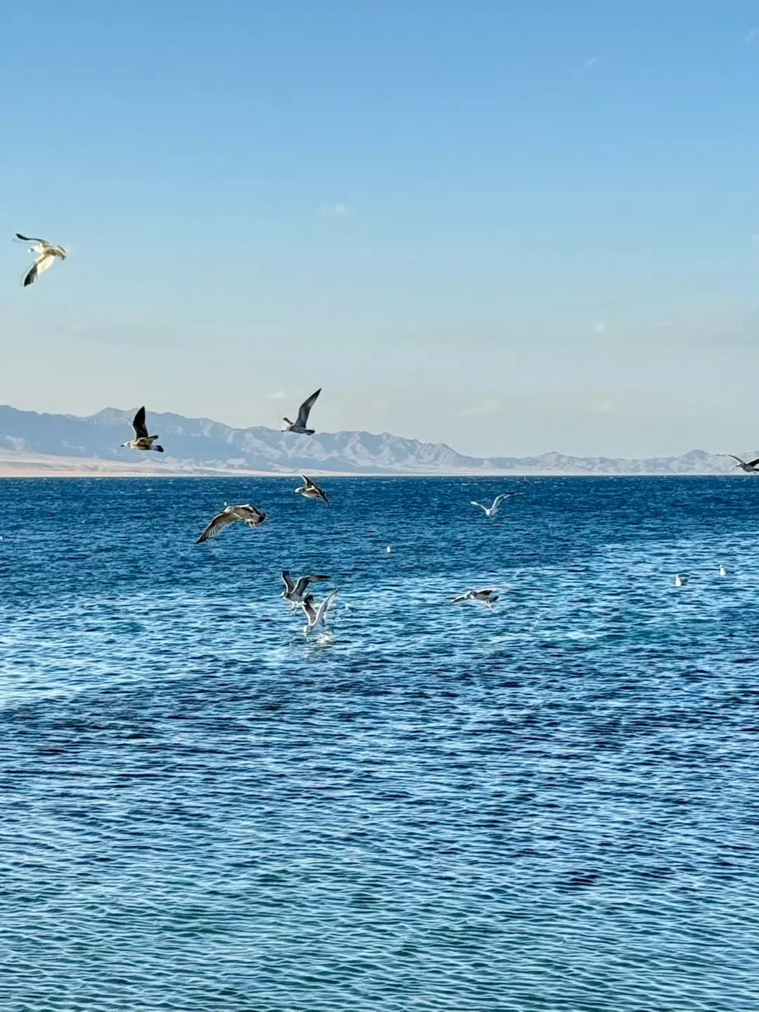 今天的快乐是海鸥给的！