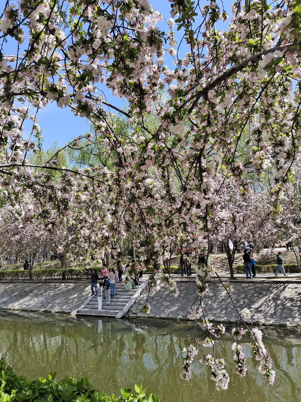 今天清明节放假，我约两个老乡去朝阳河道看海棠花，感受春天的气息。花很好，风很大，