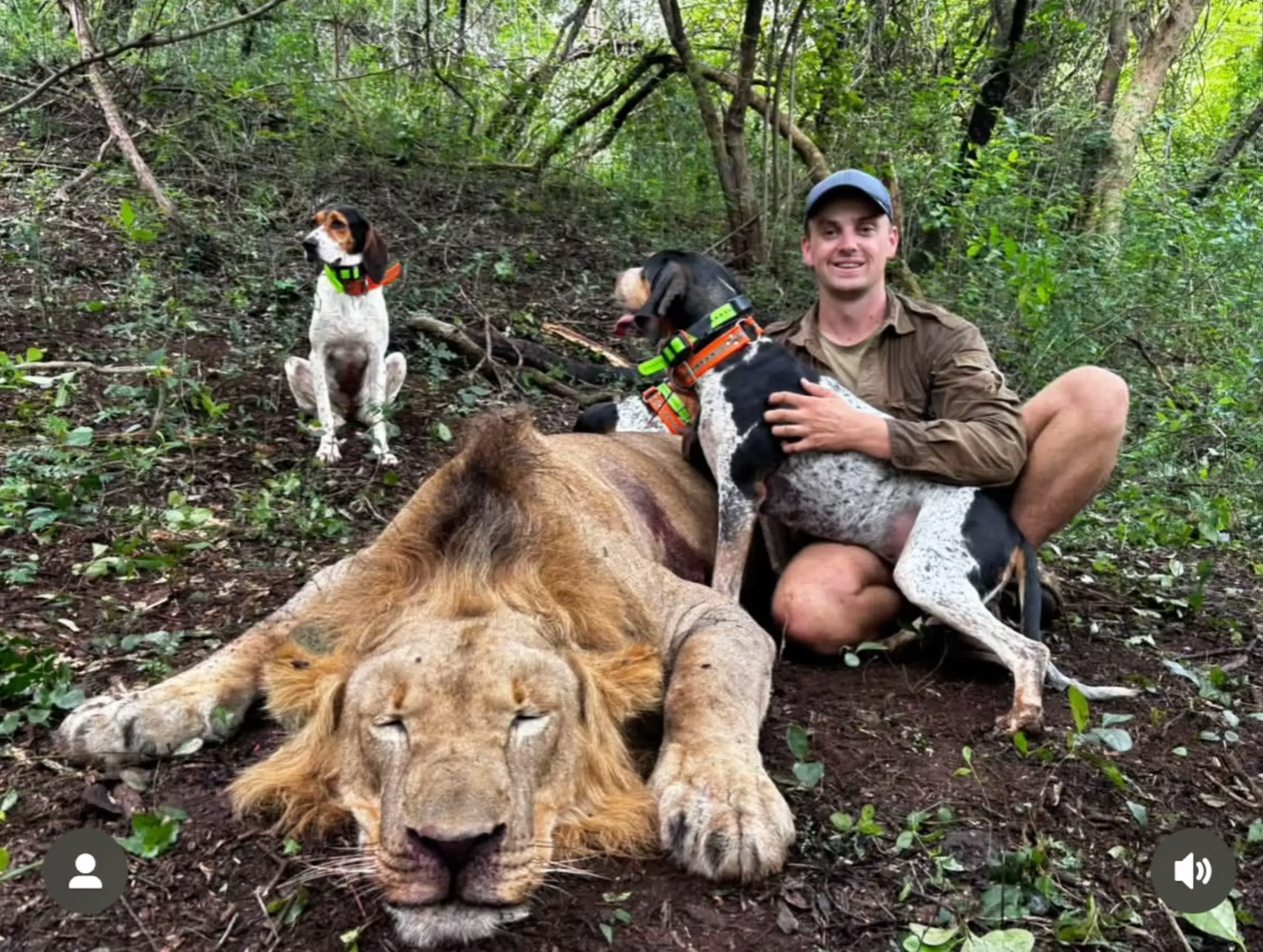 沃克猎犬 蓝斑猎犬 国外合法狩猎