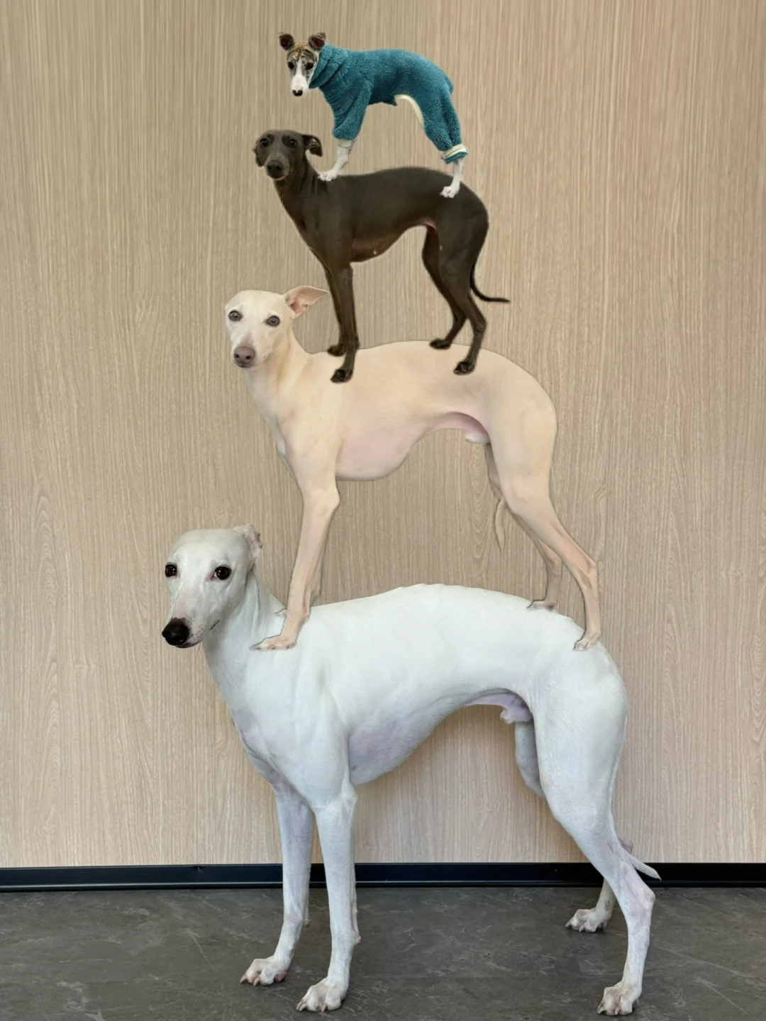 小狗叠叠叠叠乐
