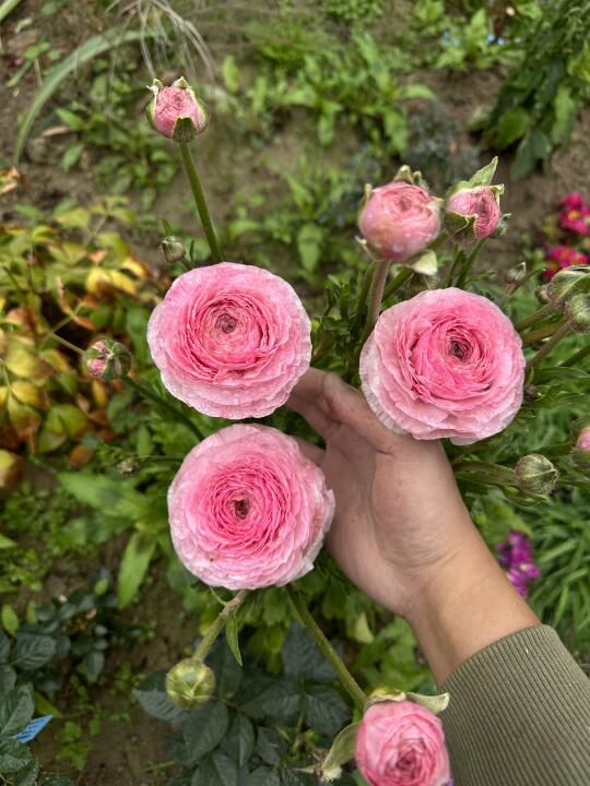 塞纳河