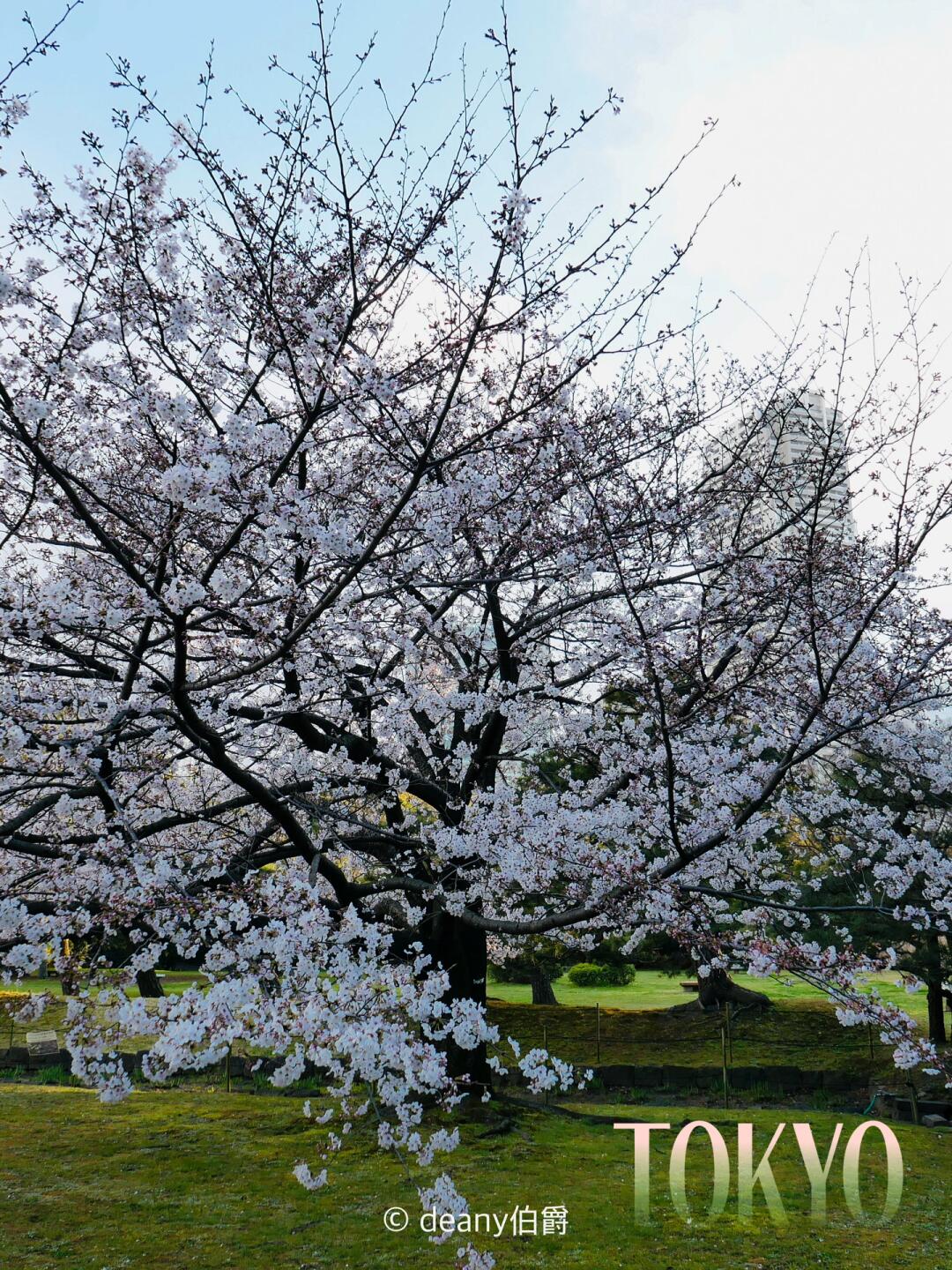 东京赏樱花🌸浜离宫恩赐庭园