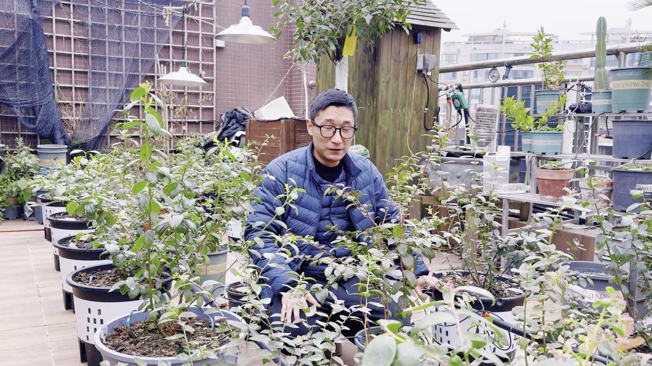 🌱冬季盆栽蓝莓别瞎折腾，做好这3件事来年硕果累累！
首先是调酸，经过一年生长，