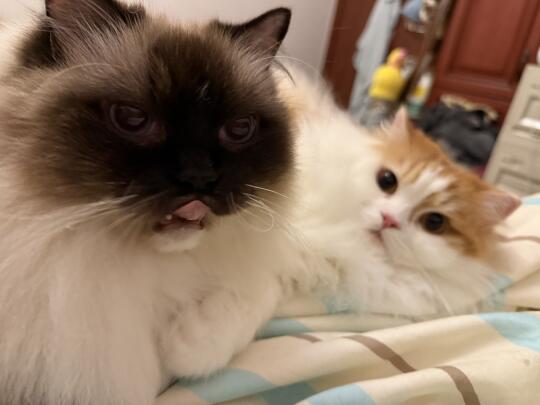 睡前发现我的小猫好可爱