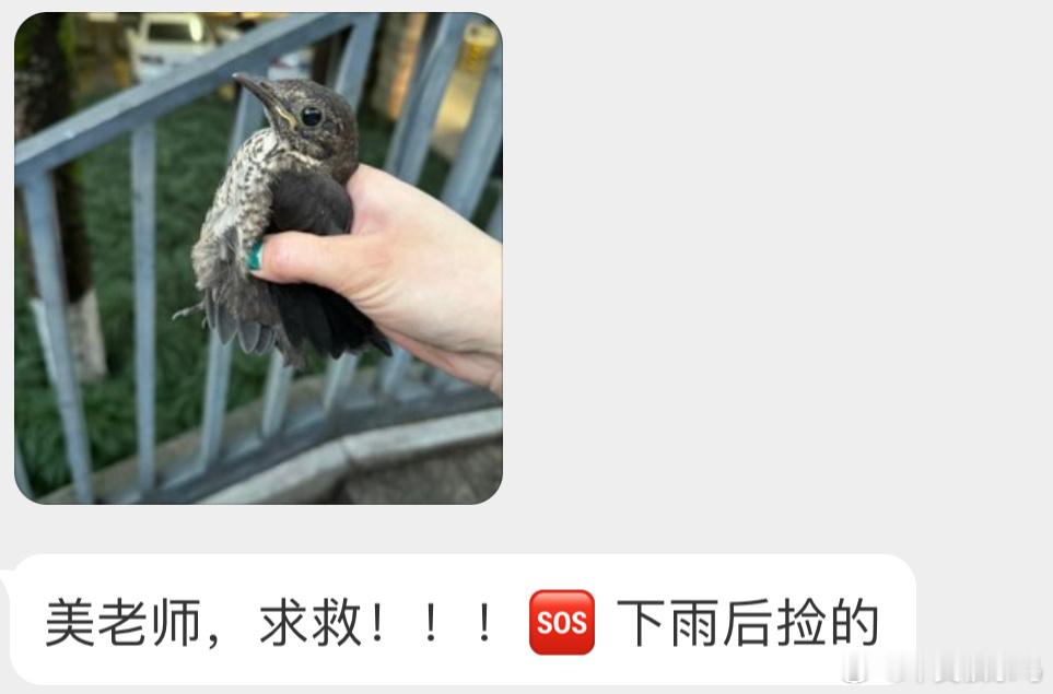 乌鸫的宝宝尽快回原地放灌木丛里，它妈妈会找它的自己也注意下安全[开学季] ​​​