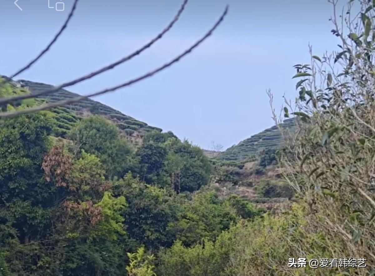 今年春天最想实现的心愿茶田顺着山势铺成绿阶，杂树的深浅色块揉在风里，枯枝斜挑着淡
