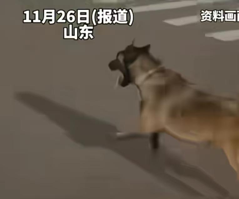 山东一男子将欲攻击自己的狗砍伤，狗主人将男子诉至法院要求赔偿狗的治疗费。男子王某