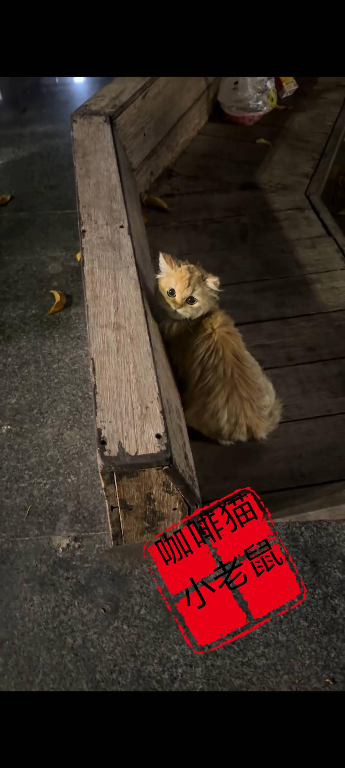 这只非常可怜无助的猫咪不知道做错了什么，她的主人竟然将她遗弃在了小区公园附近的台