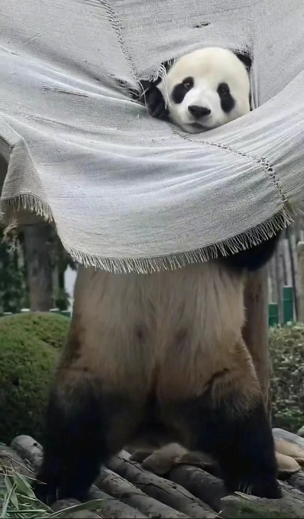 #原来萌兰这么大只啊#哈哈哈哈身宽体胖头小的一只熊[doge][doge][do