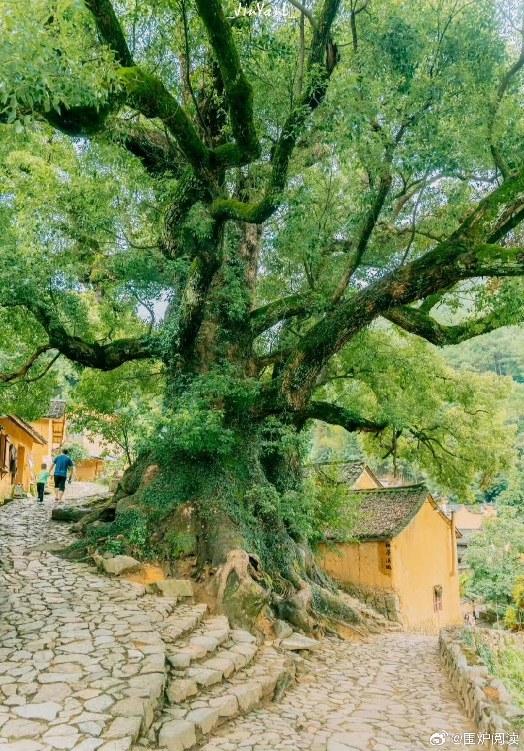 直木成材，弯木成景。人生百态，各有归途。木以不材 得终其天年，人以无为而成其有为