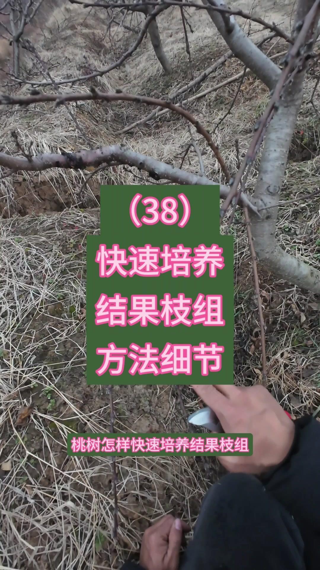 如何快速培养桃树结果枝组？🌿桃树快速培养结果枝组，关键在冬剪选枝和短截长度。去