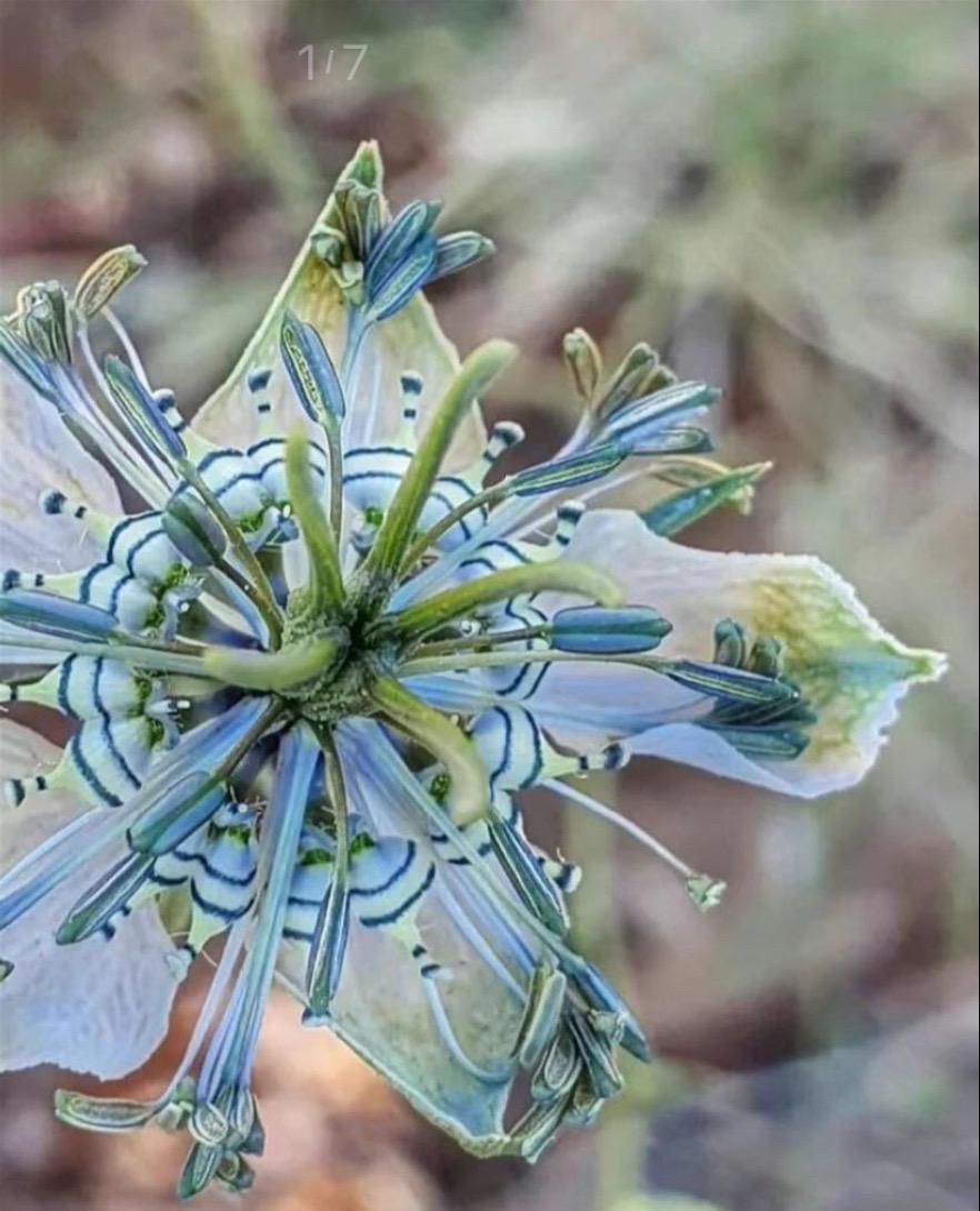 黑种草好看的花一定要分享给你 一花一草一世界 爱生活爱编织 大自然的馈赠