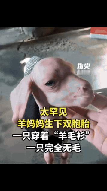太罕见了！同胎出生的两只小羊，命运却大不相同——一只裹着蓬松柔软的“天然羊毛衫”