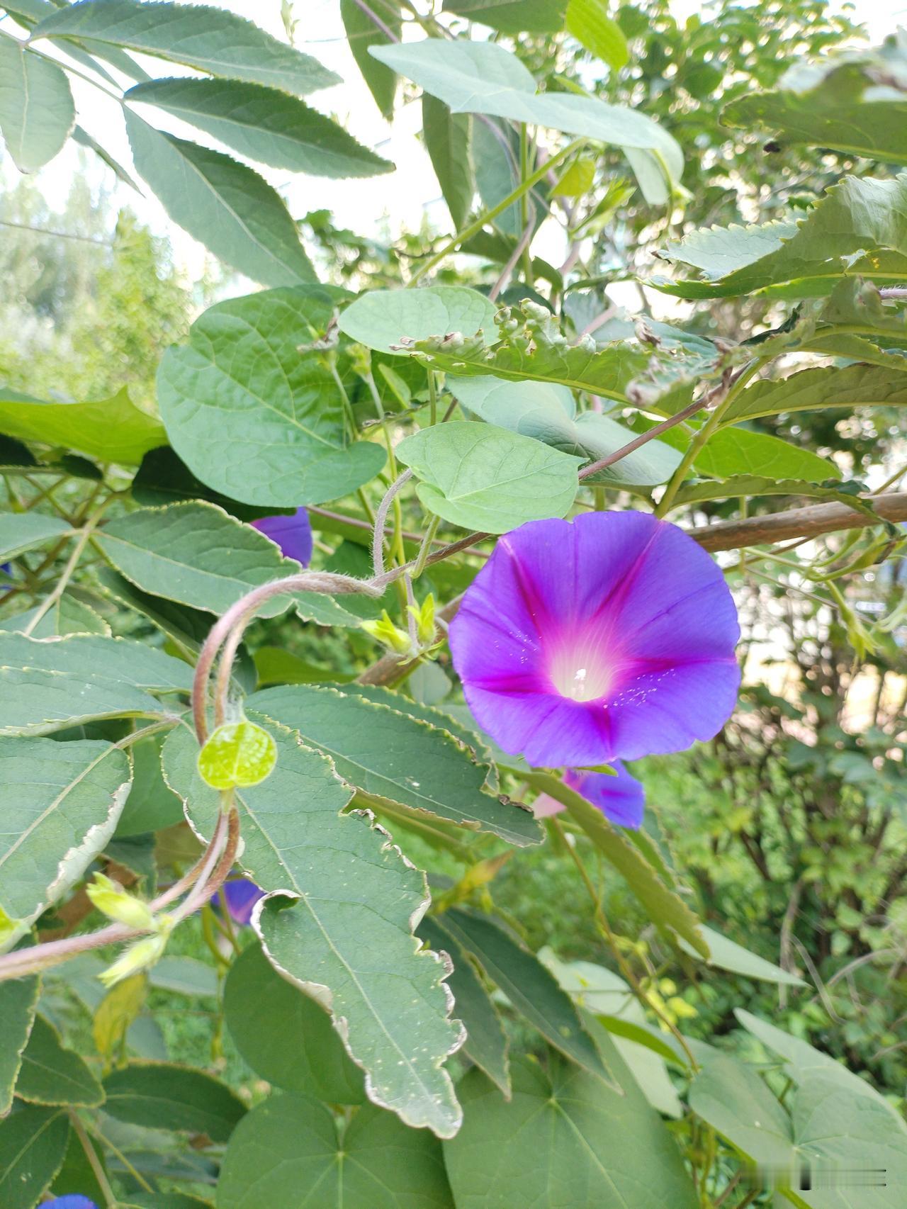 牵牛花
吹响喇叭绕蔓藤，
勤奋娘子蕴深情。
紫色短裙爬高树，
请续句……
（晓看