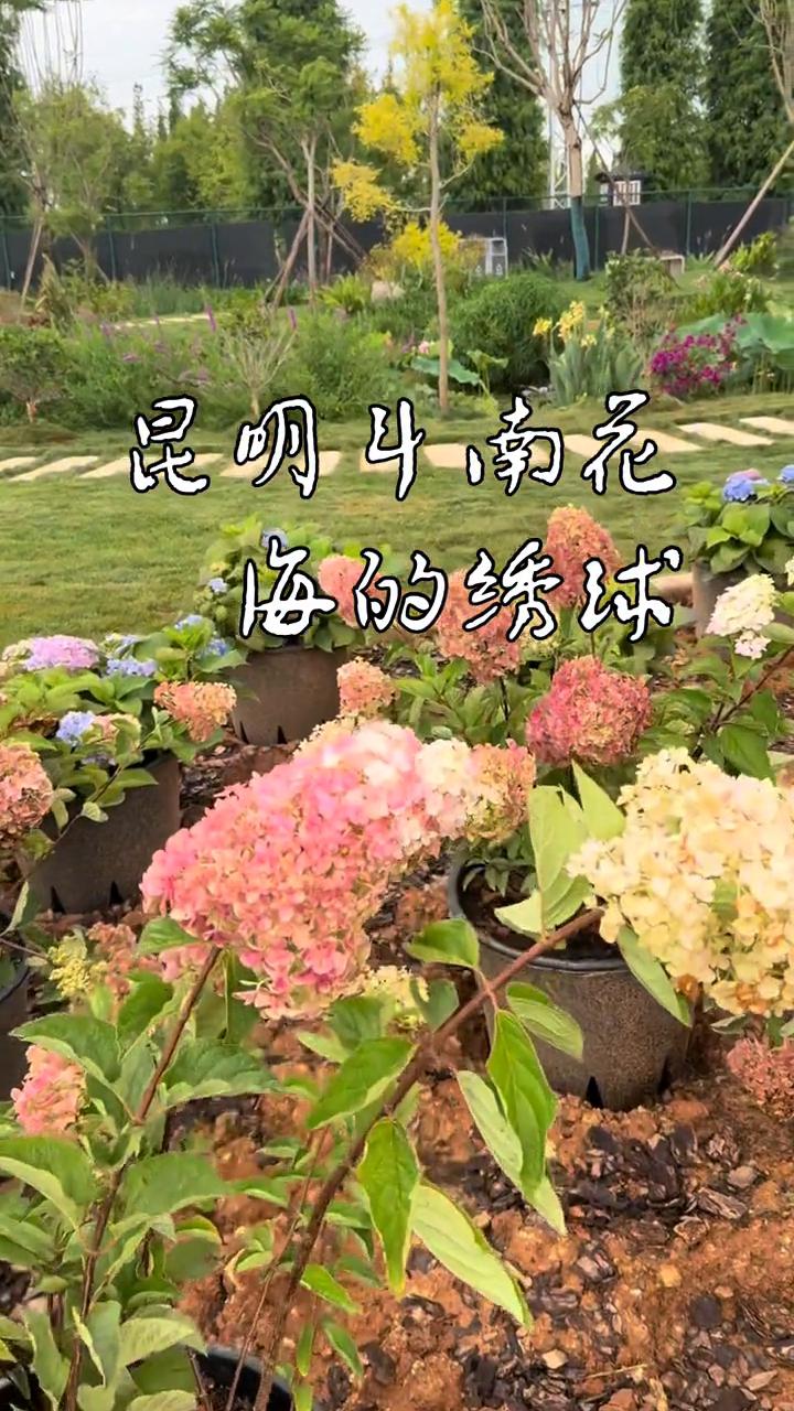 昆明4南花海的绣球。