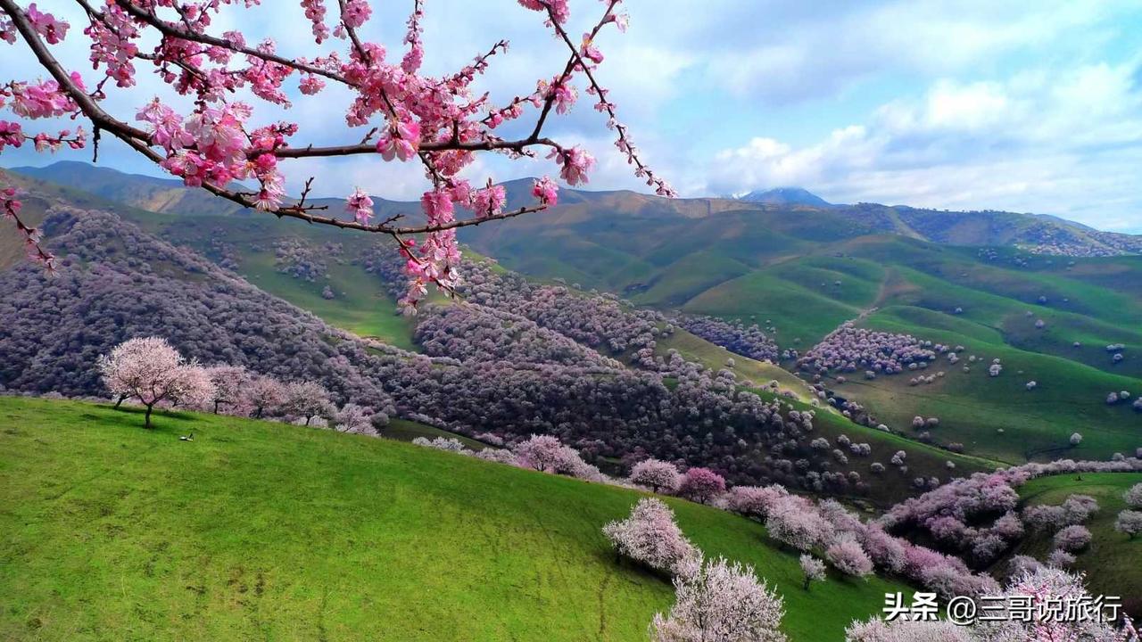 梦启新疆·心向远方
 
当粉雪还眷恋着山野的辽阔，春风已悄悄吻醒伊犁的杏花。吐尔