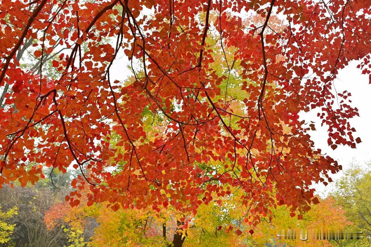 #洛阳头条
金秋之美
#。洛阳奇景# #洛阳红分棵# 
        霜雾就是