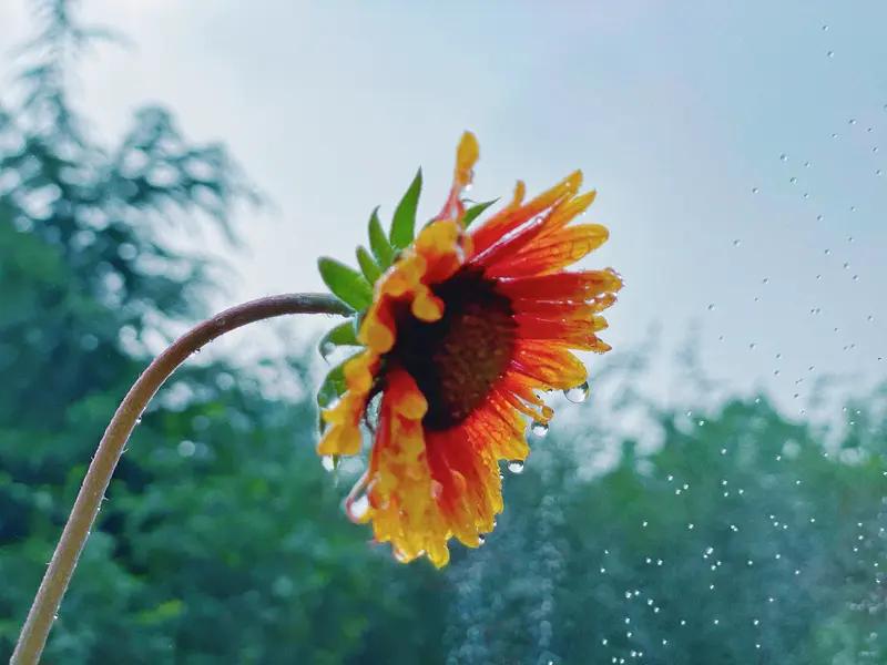 夏日的雨，宛如大自然的馈赠，给花带来别样生机。

之前阳光强烈时，夏季景色总少了