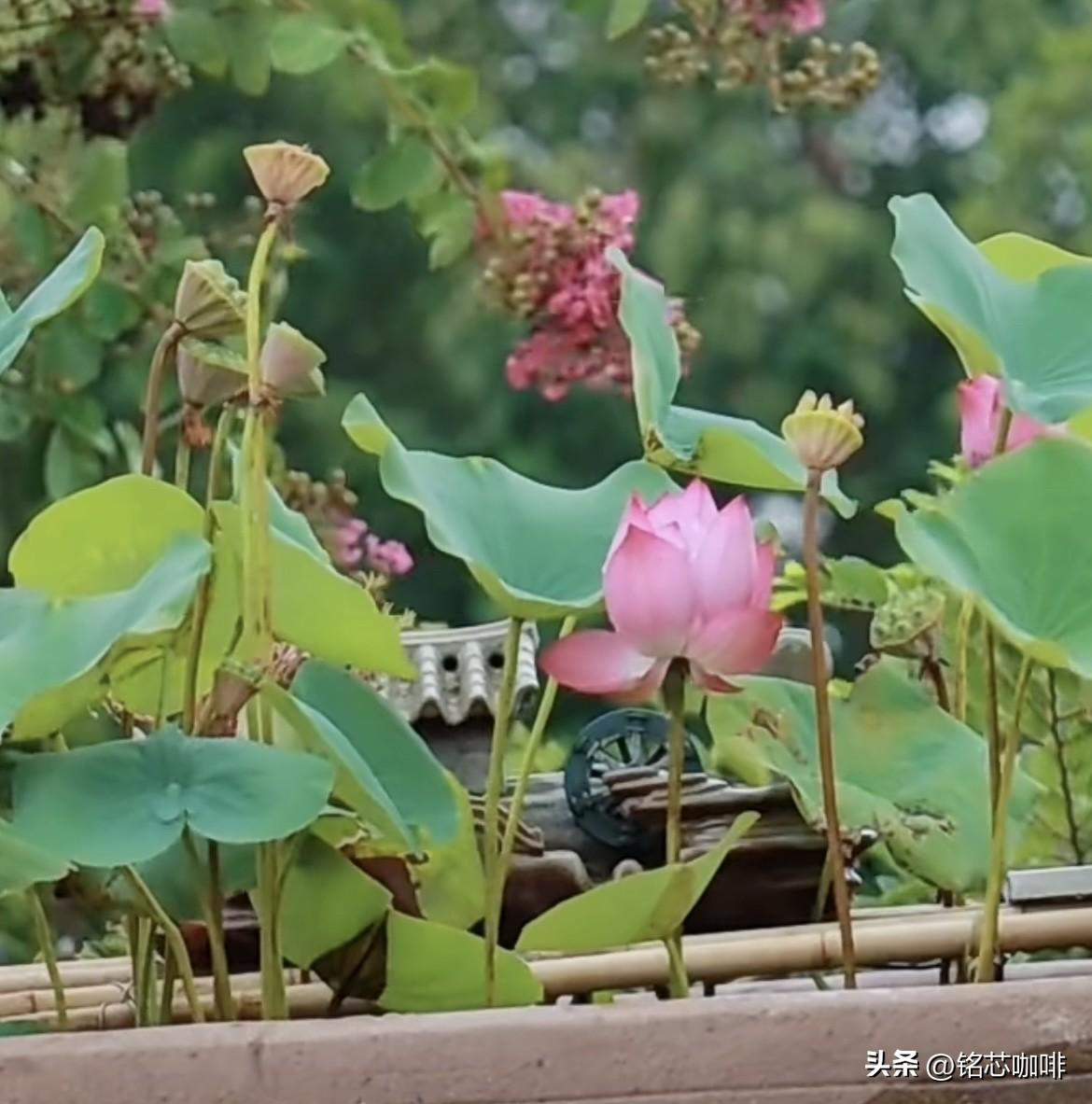 秋荷，依然不减风情，
没有了夏日的蝉鸣，
却盛载了秋日的豁达与自在！
早安🌞