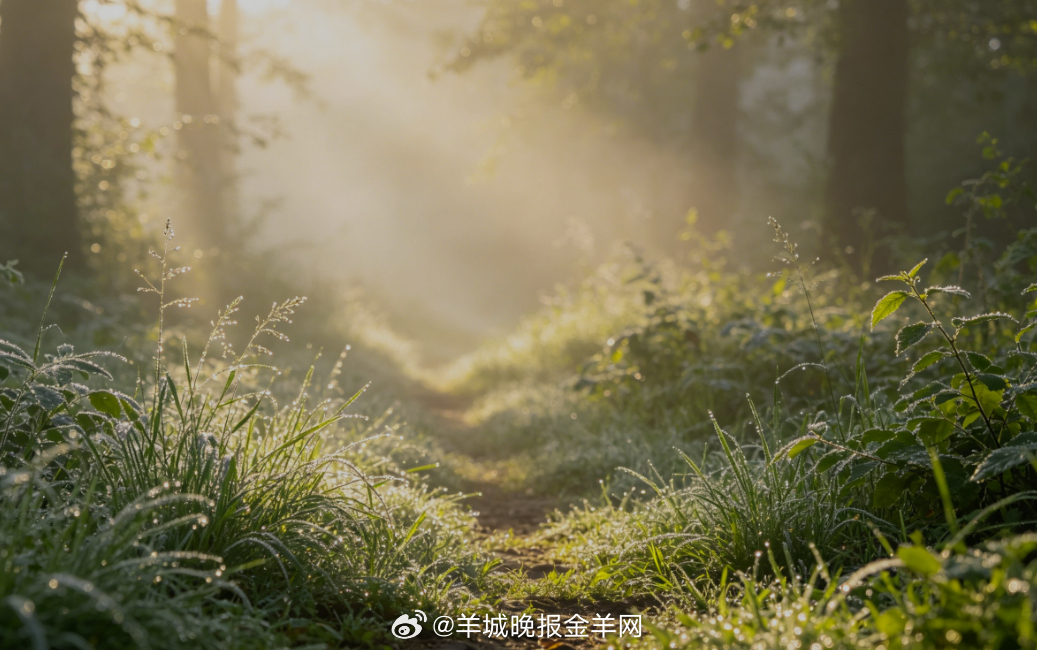 #早安# 清晨薄雾缠绕林间小径，草木沾着细碎晨光，缓步穿行在山野间，风轻轻掠过枝