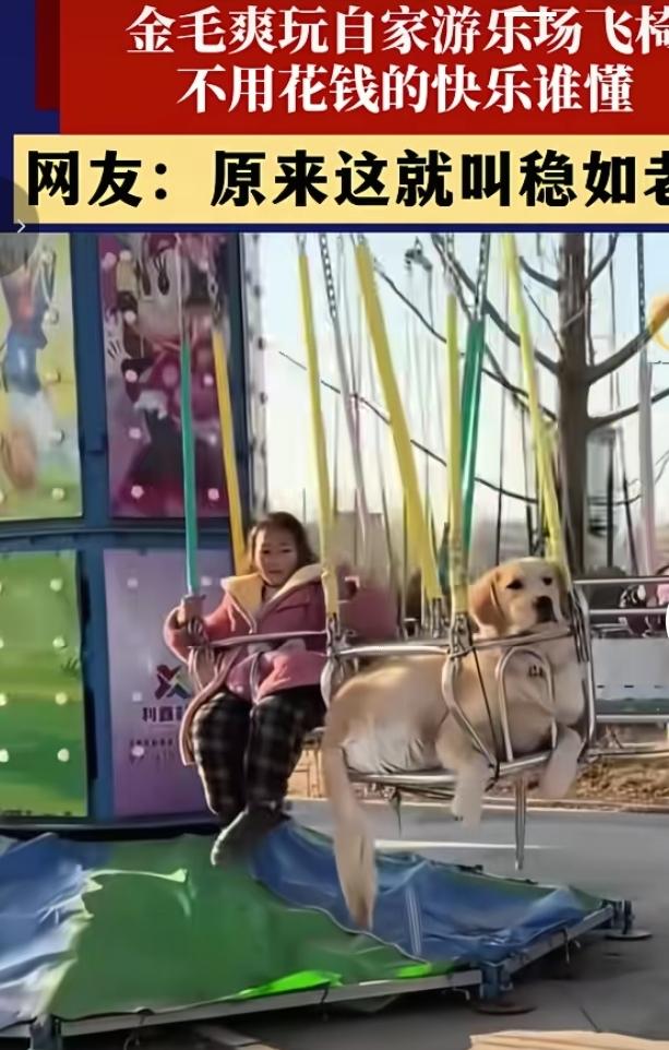 自家游乐场就是金毛专属乐园！这只金毛淡定坐上飞椅，跟着设施一圈圈旋转，神态松弛，