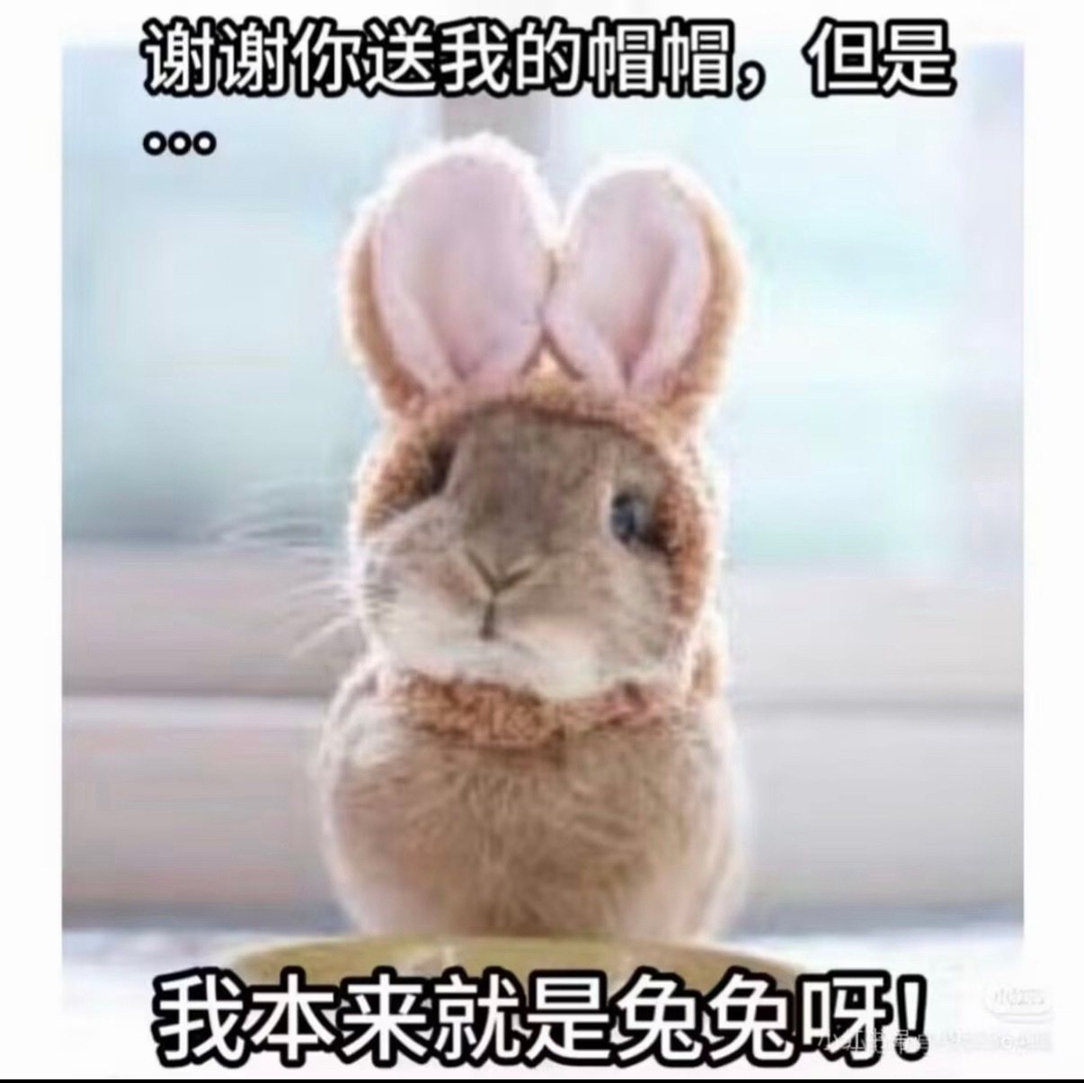 本来就是兔兔呀 
