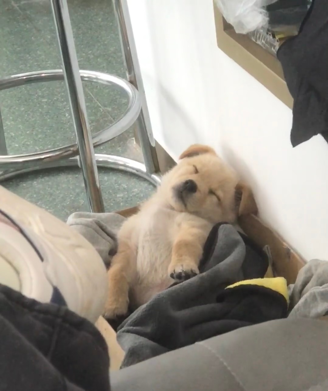 呼呼大睡的小狗 