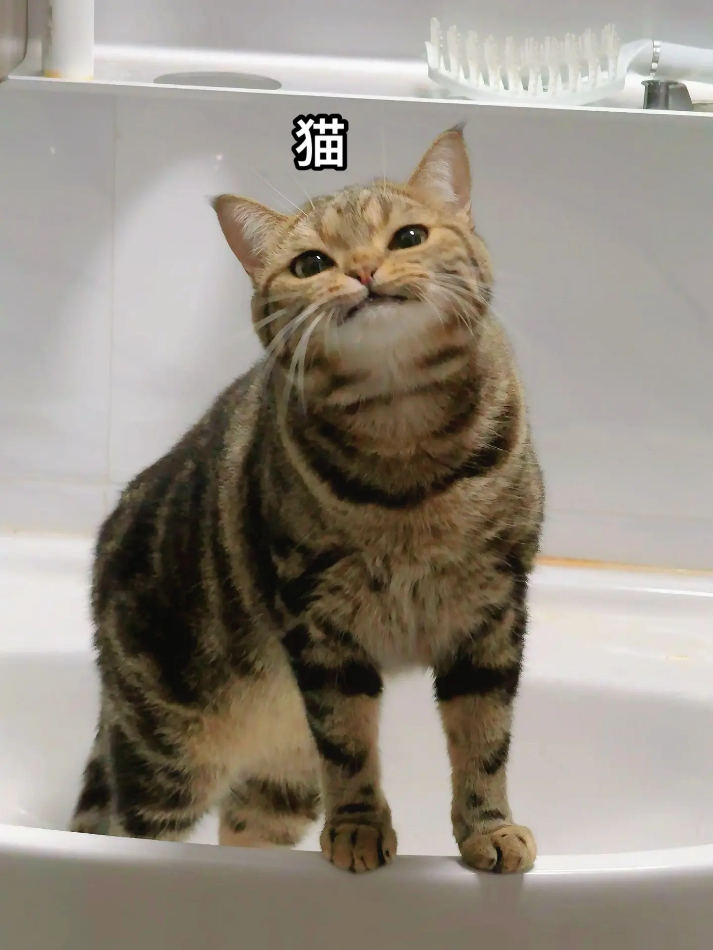 这是一只猫！！我不说应该也都知道吧！