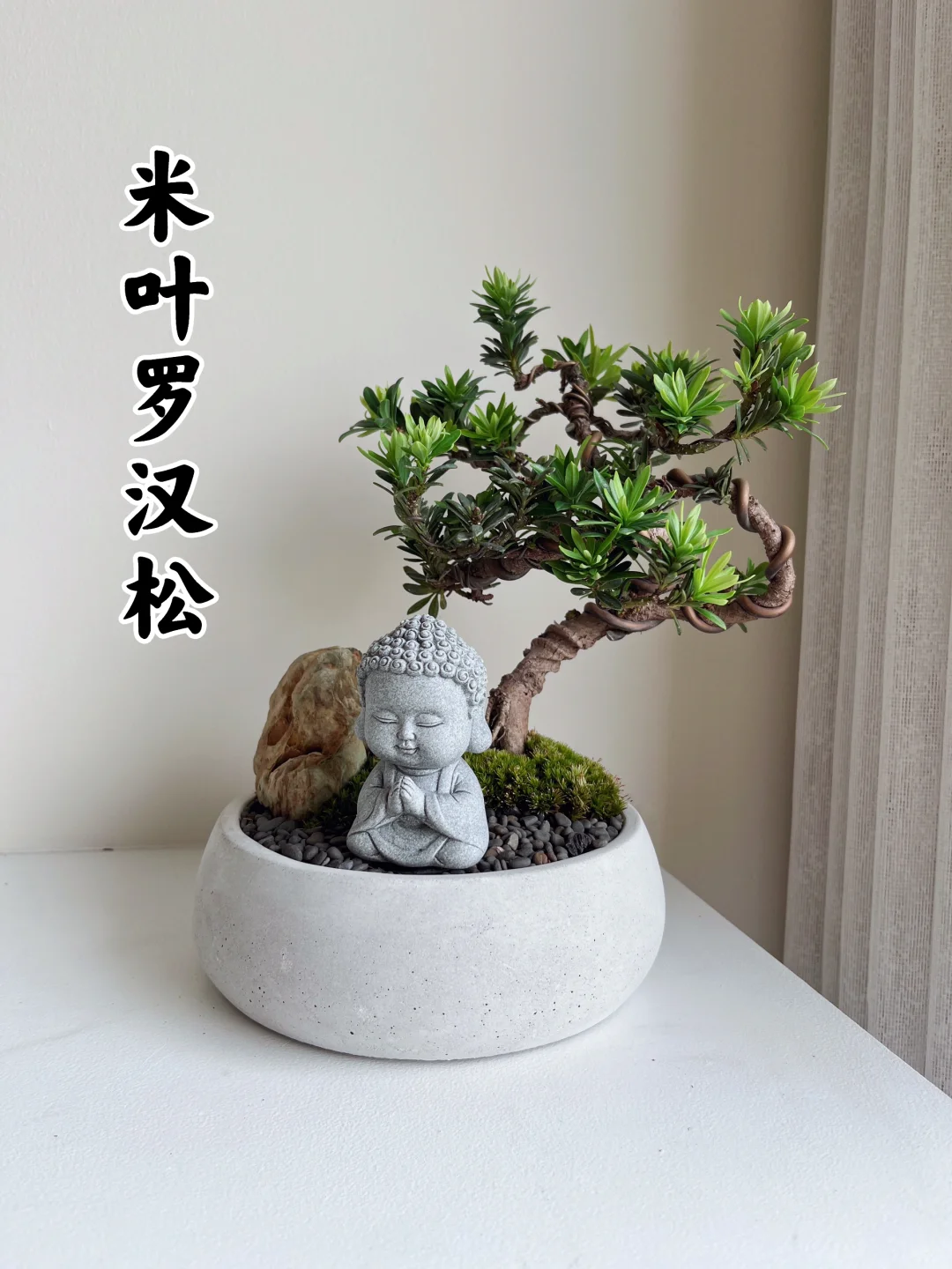 🇲🇾【SOLD】米叶罗汉松盆景【一物一拍】