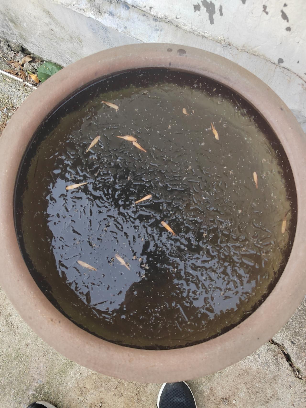 天气是真的冷了，水缸里居然都结了一层薄薄的冰了，已经进入寒冷的冬天了。
虽然很多