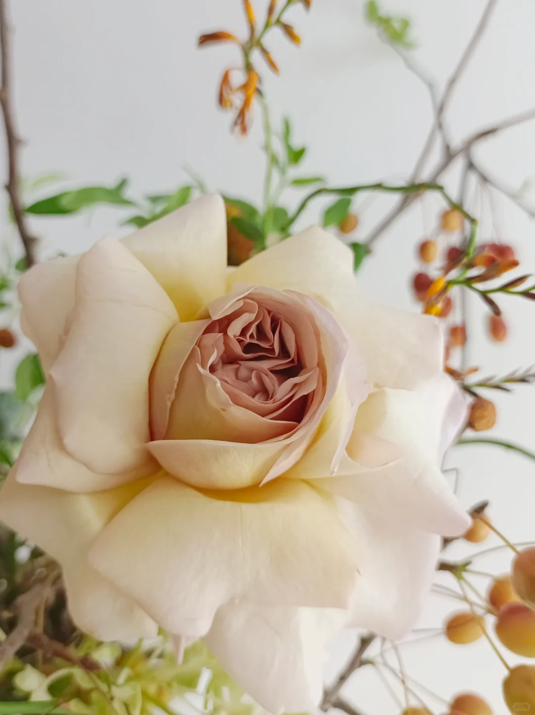 🏻温柔的暖橘调瓶花~
