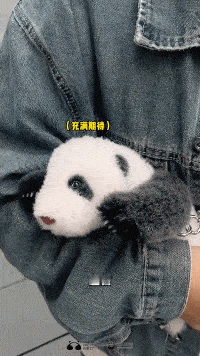 [酷]20多天的崽，正是好遛的时候～如何“科学“遛崽？码住《遛崽指南》！#熊猫工