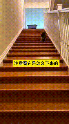 看见这视频我都笑懵了！这猫看见楼梯顶有个盆，好奇心一上来，吭哧吭哧就往上爬，爬上