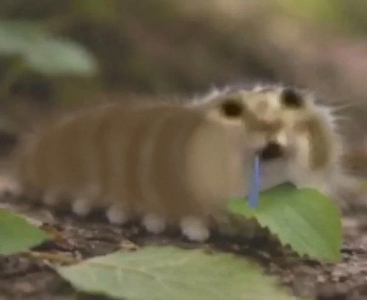 🐛 