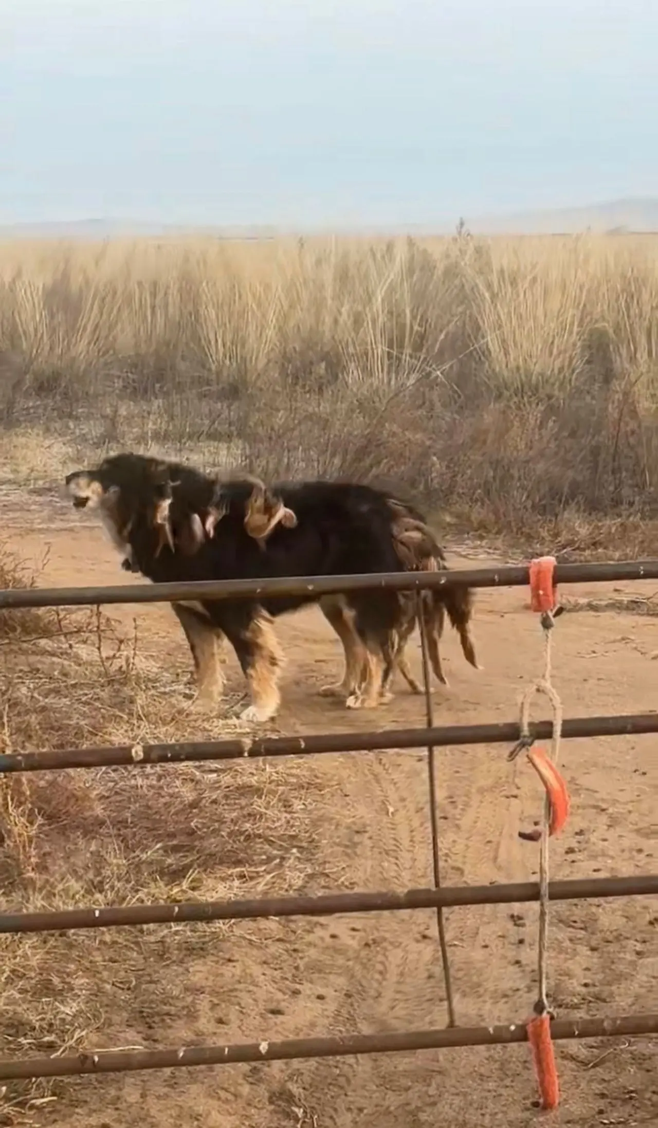 夜已深，想说些话，但是想想又没必要说，我们这个牧场会继续朝着顶级目标...