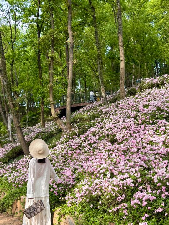 杭州小众杜鹃花海🌸私藏秘境太好拍了～