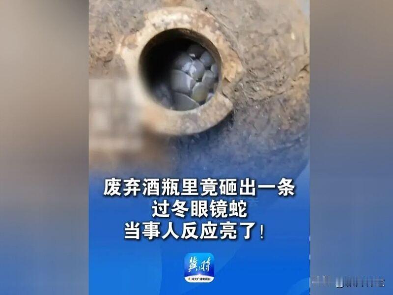 居民从酒瓶中砸出过冬眼镜蛇

12月4日，湖南永州，江永县一居民从废弃酒瓶内砸出